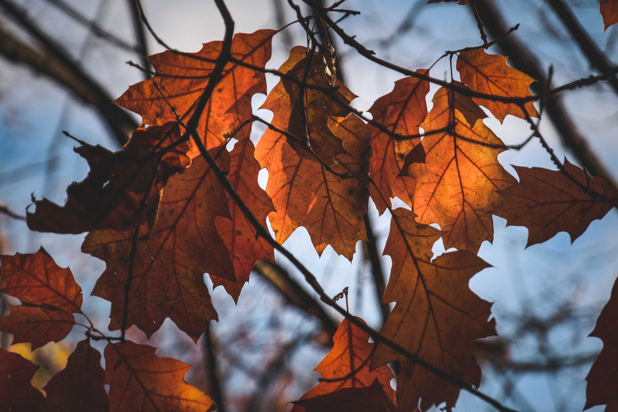 CranioSacral Therapy vs. Reiki: Key Differences Explained